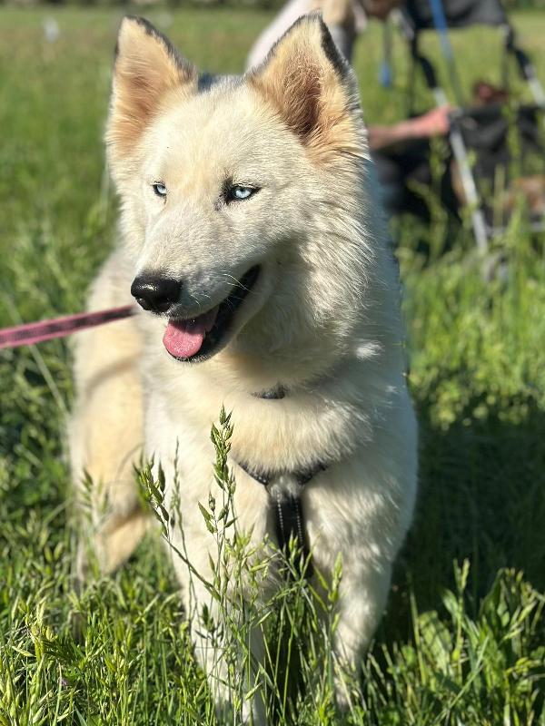 Donut, Una Splendida Husky